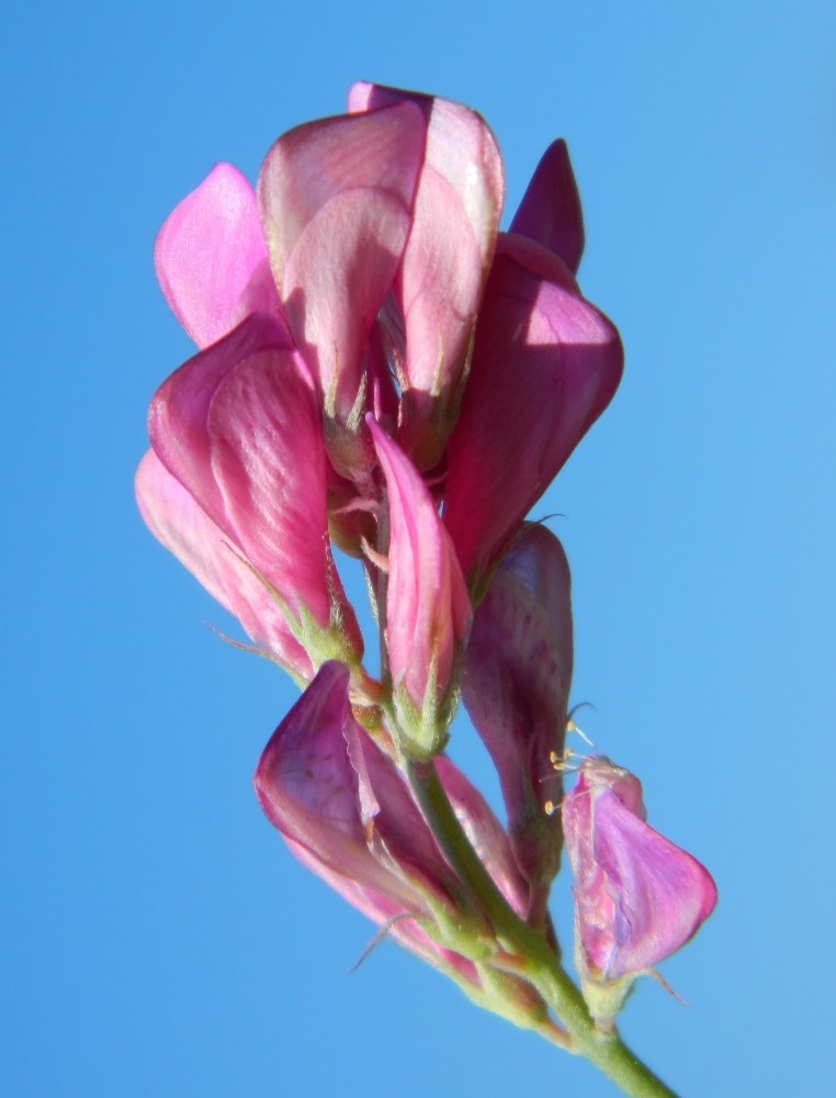 Image of Hedysarum tauricum specimen.