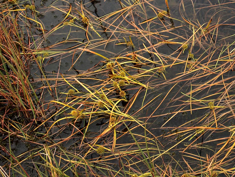 Изображение особи Sparganium angustifolium.