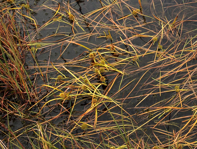 Image of Sparganium angustifolium specimen.