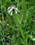 Centaurea cheiranthifolia. Верхушка цветущего растения. Кабардино-Балкария, Эльбрусский р-н, гора Чегет, ≈ 2300 м н.у.м., субальпийский луг. 11.07.2016.