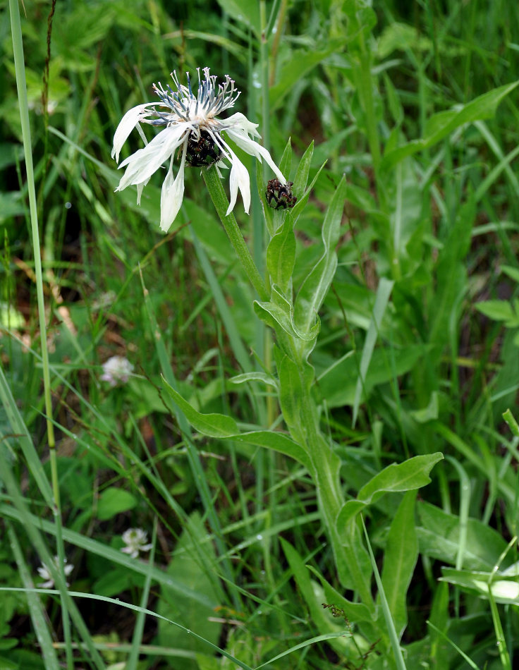 Изображение особи Centaurea cheiranthifolia.