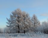 Larix sukaczewii