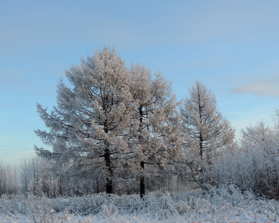 Изображение особи Larix sukaczewii.