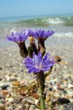 Lactuca tatarica