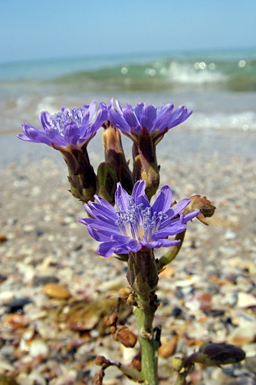 Image of Lactuca tatarica specimen.