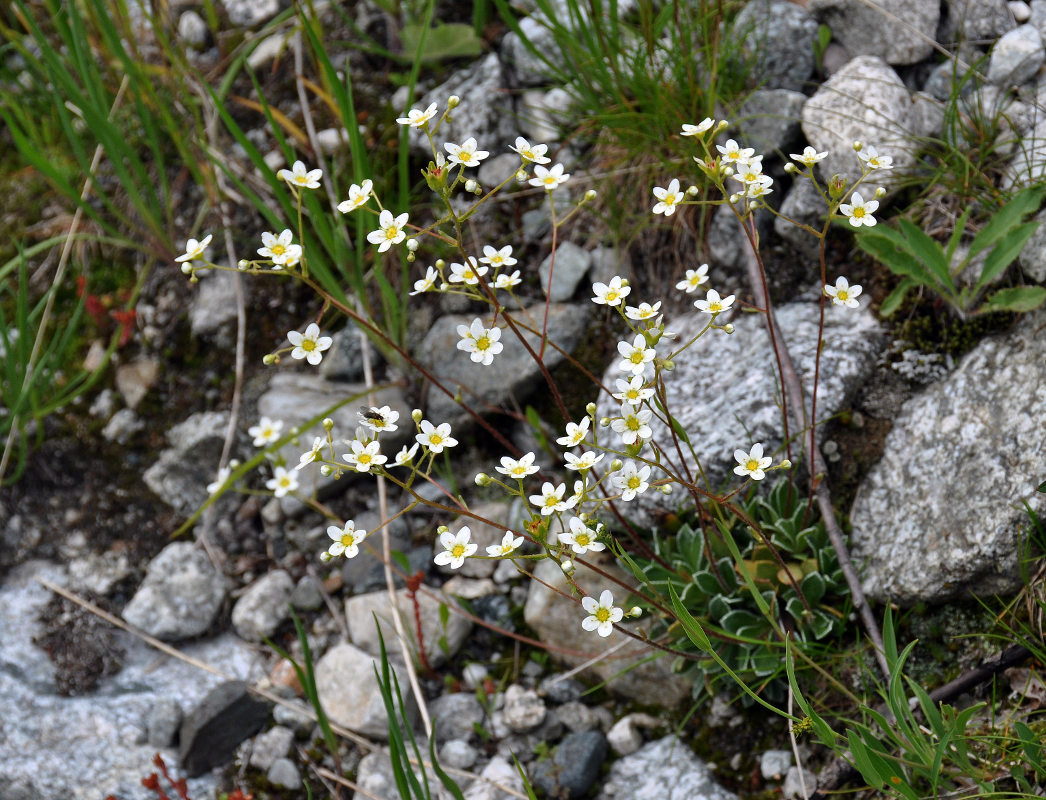 Изображение особи Saxifraga cartilaginea.