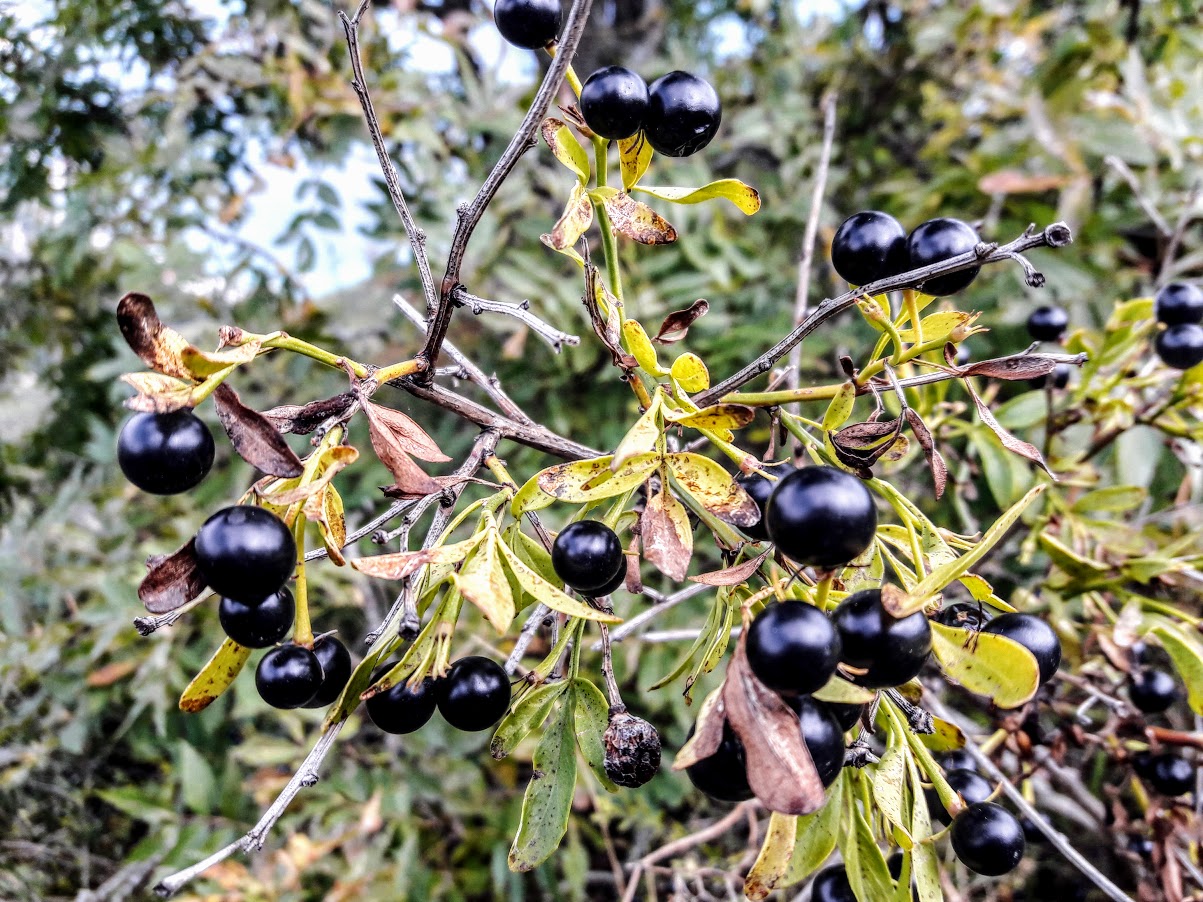 Image of Jasminum fruticans specimen.