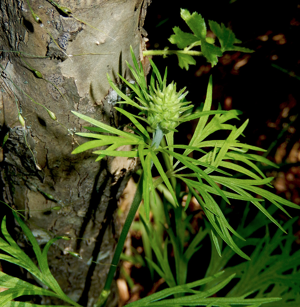 Image of Delphinium schmalhausenii specimen.