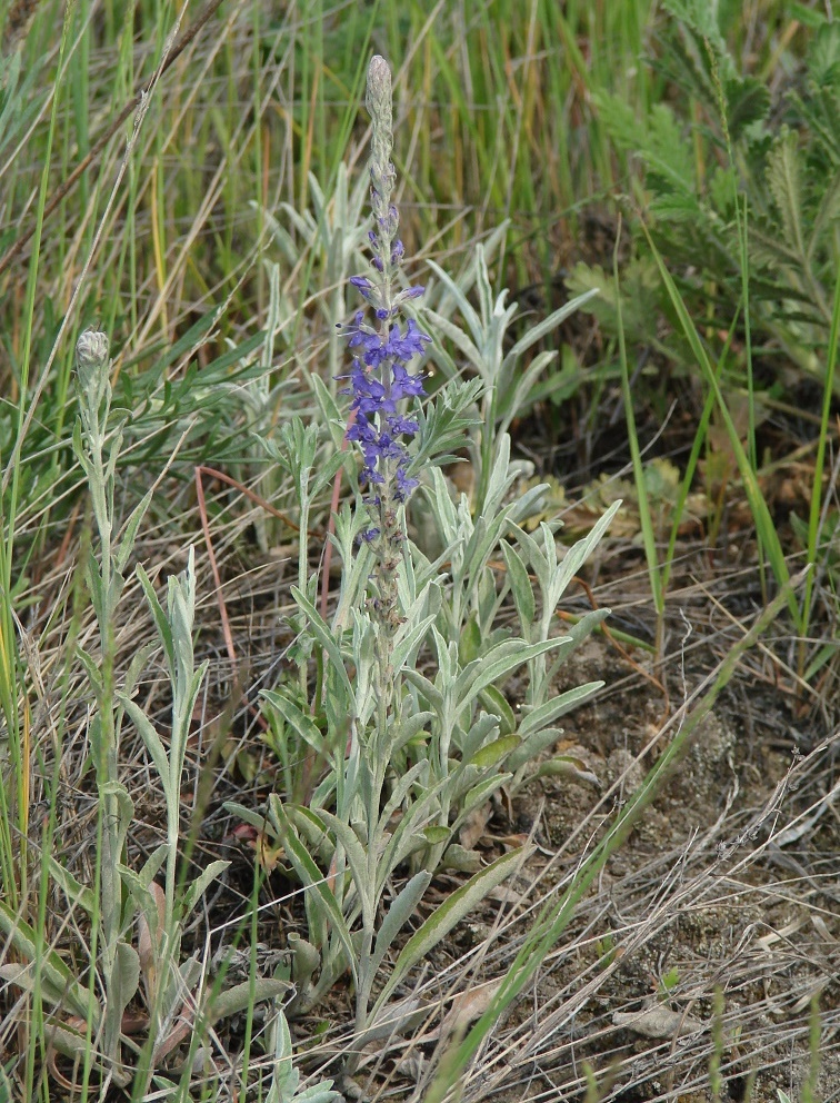 Image of Veronica incana specimen.