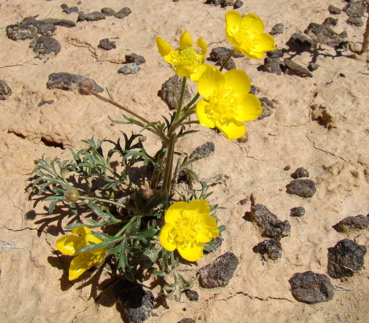 Изображение особи Ranunculus platyspermus.