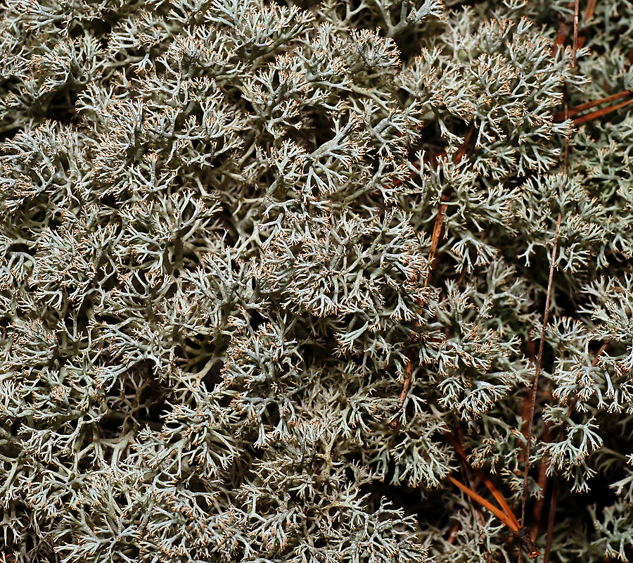 Изображение особи Cladonia arbuscula.