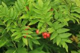 Sorbus sambucifolia. Верхушка ветви с плодами. Сахалинская обл., Томаринский р-н, окр. пос. Неводское, открытая приморская терраса. 17.08.2016.