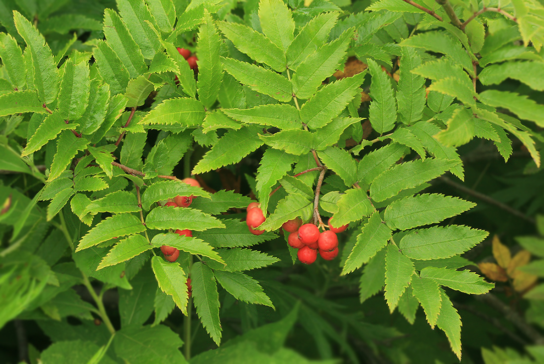 Изображение особи Sorbus sambucifolia.