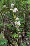 Tephroseris integrifolia. Верхушки плодоносящих растений. Свердловская обл., окр. г. Североуральск, р-н скал Грюнвальдта, травянистый сосново-еловый склон. 06.07.2016.