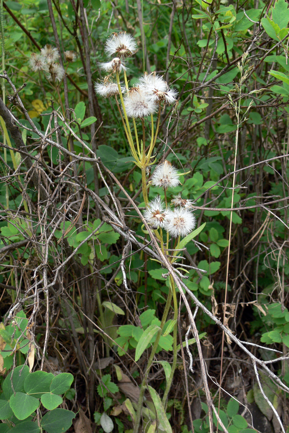 Изображение особи Tephroseris integrifolia.