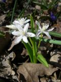 Scilla bifolia