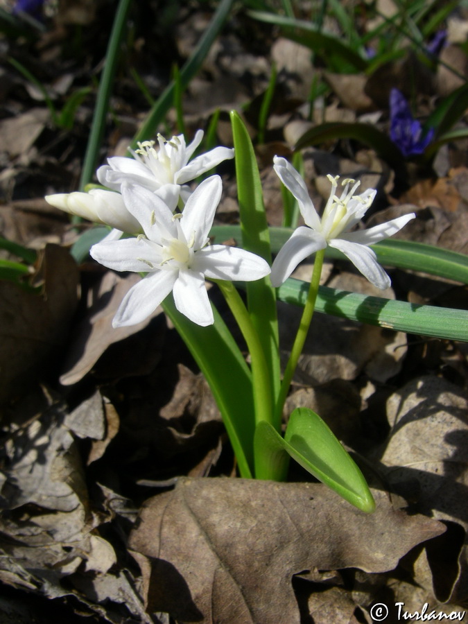 Изображение особи Scilla bifolia.