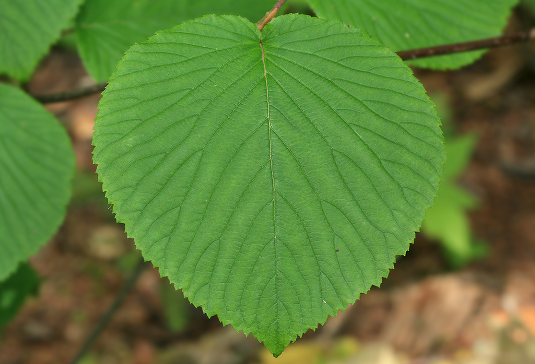 Изображение особи Viburnum furcatum.