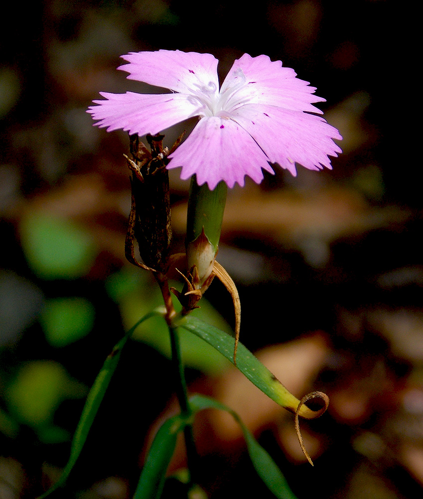 Изображение особи Dianthus caucaseus.