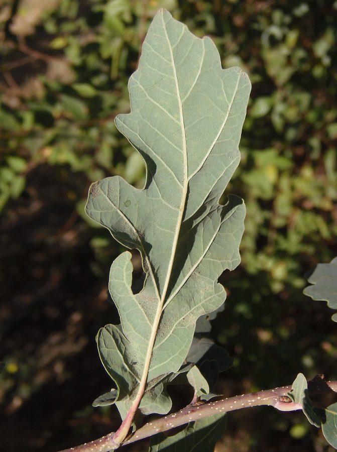 Image of genus Quercus specimen.
