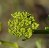 Opopanax hispidus