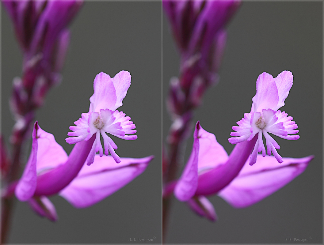 Image of Polygala major specimen.