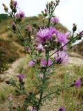 Centaurea stoebe. Верхушка цветущего растения. Самарская обл., окр. г. Жигулёвск, гора Могутова, открытый склон, выход известняка. 20 июля 2015 г.