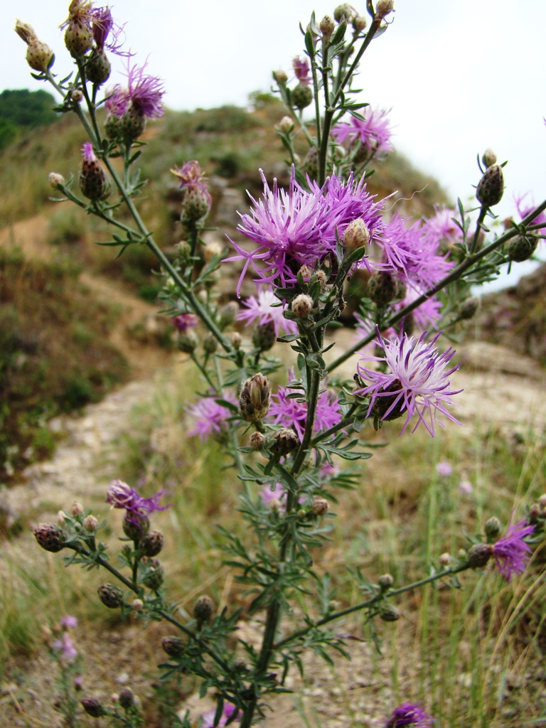 Изображение особи Centaurea stoebe.