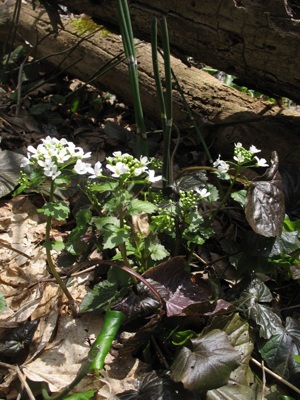 Изображение особи Pachyphragma macrophyllum.