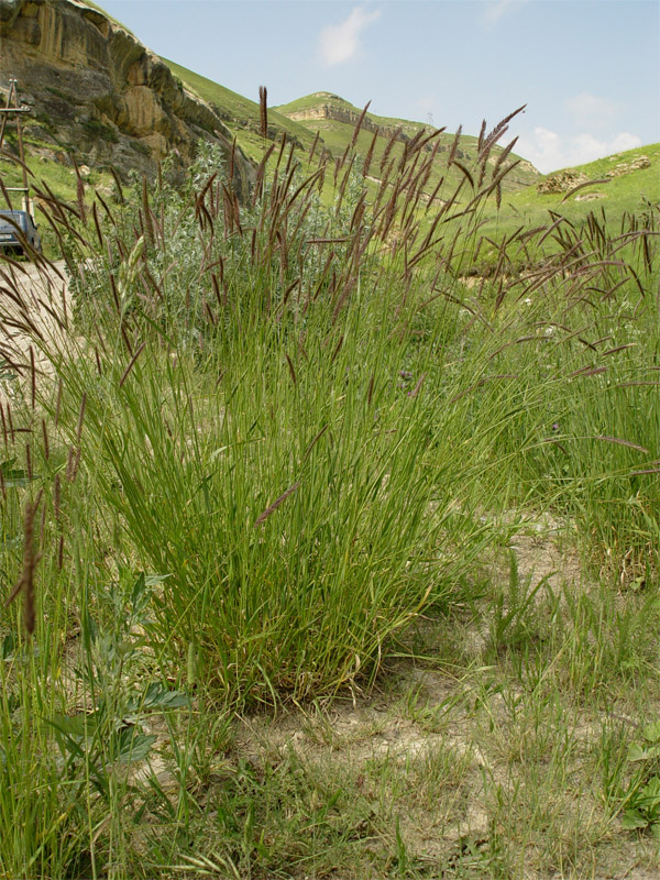 Image of Hordeum violaceum specimen.