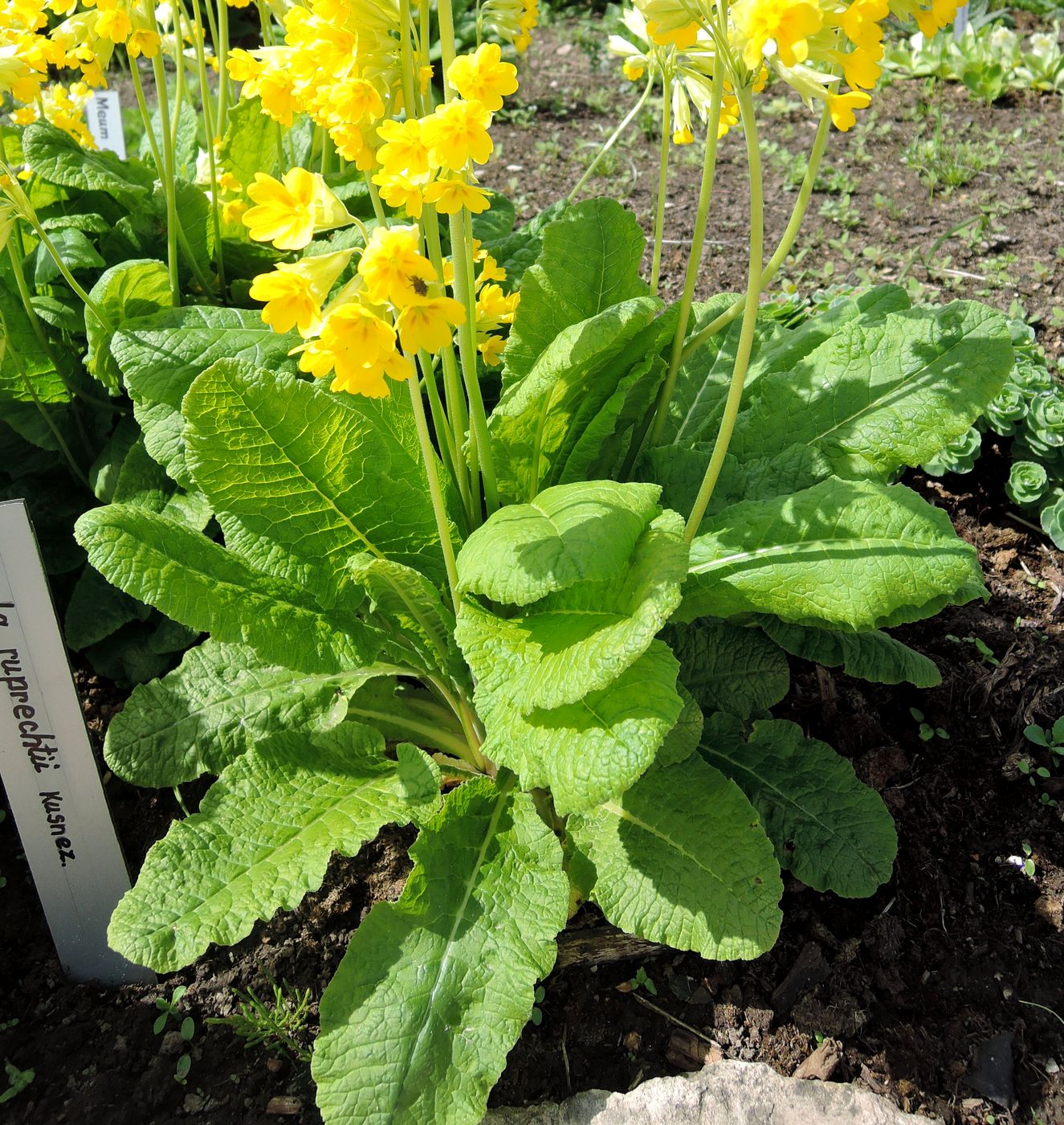 Image of Primula macrocalyx specimen.