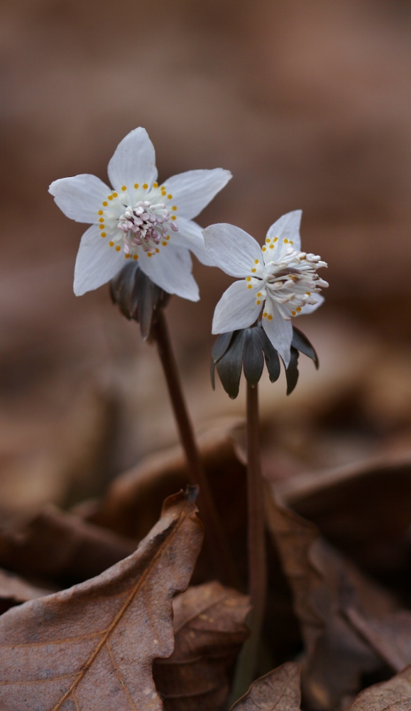 Изображение особи Eranthis stellata.