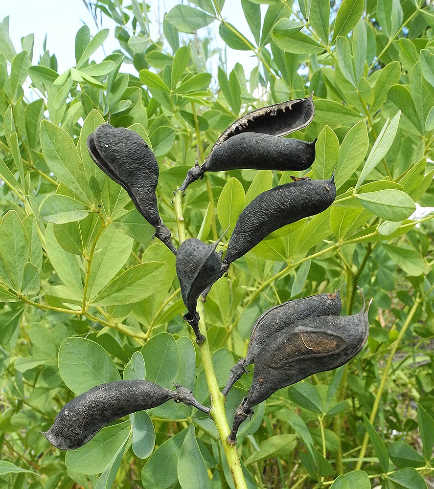 Image of Baptisia australis specimen.