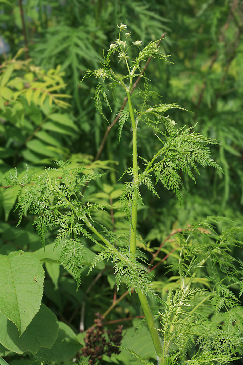 Изображение особи Sphallerocarpus gracilis.