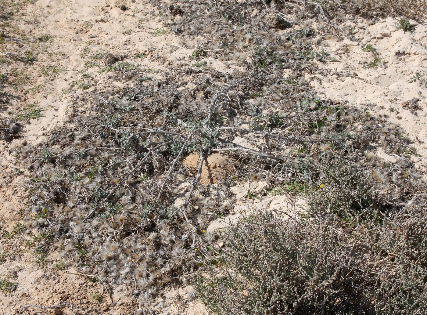 Image of Echinops spinosissimus ssp. spinosus specimen.