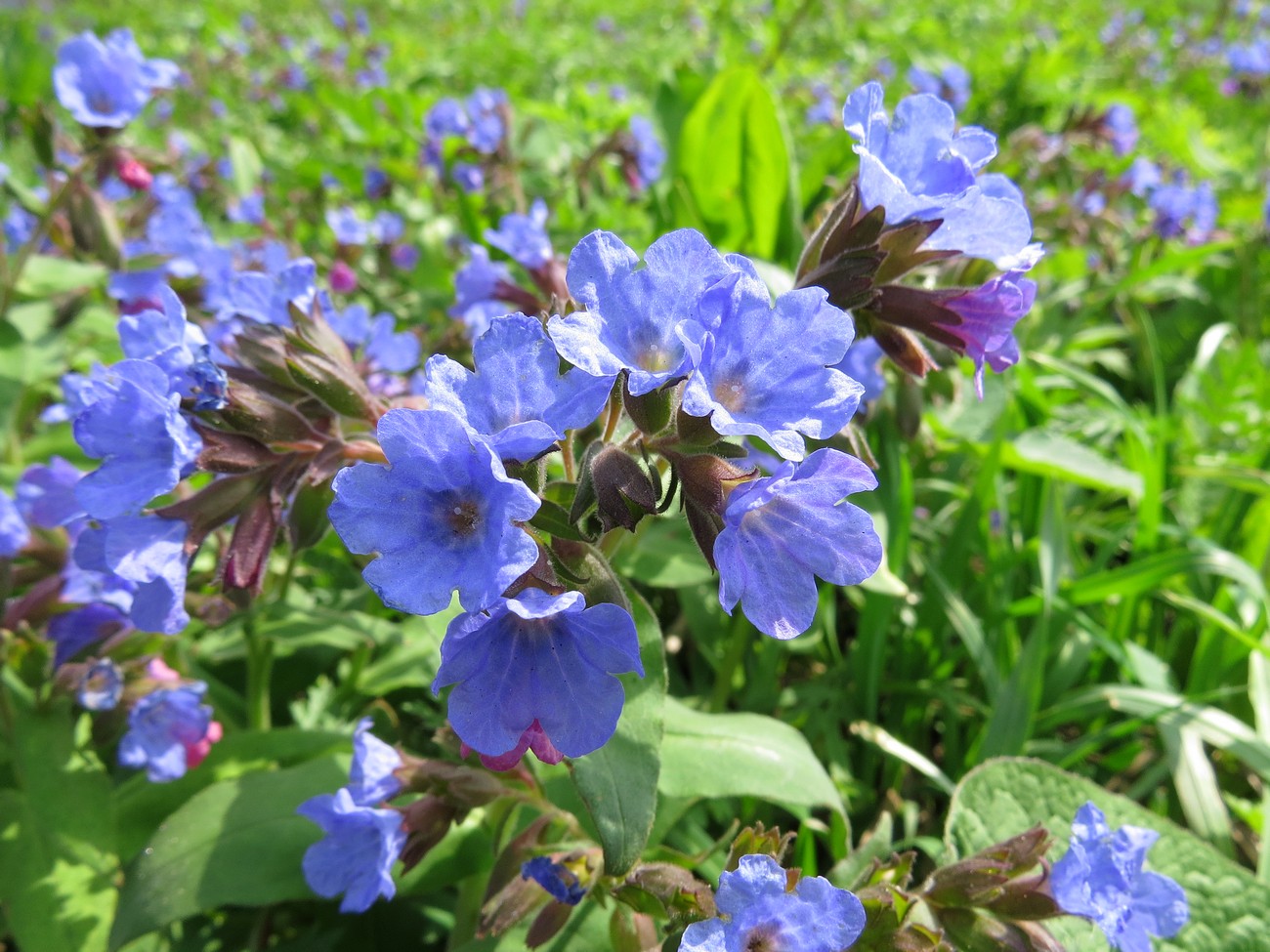 Изображение особи Pulmonaria mollis.