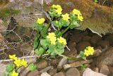 Caltha palustris