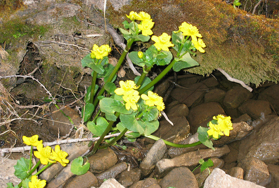 Изображение особи Caltha palustris.