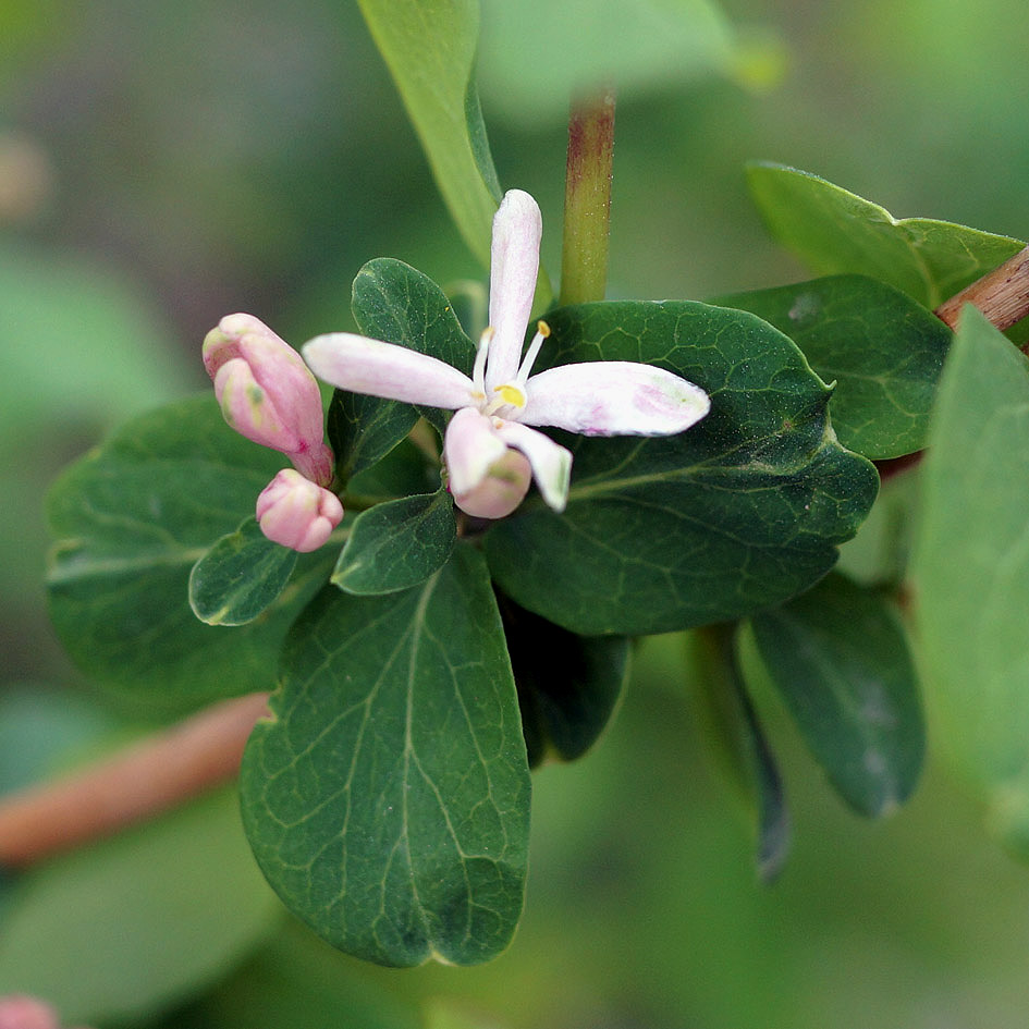 Изображение особи Lonicera tatarica.