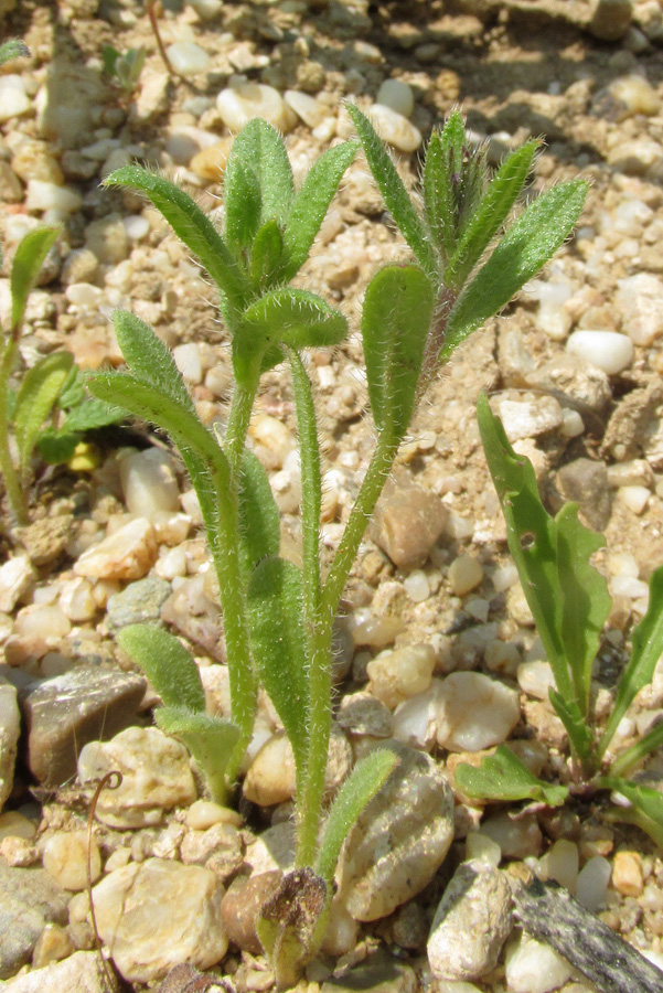 Изображение особи Anchusa thessala.