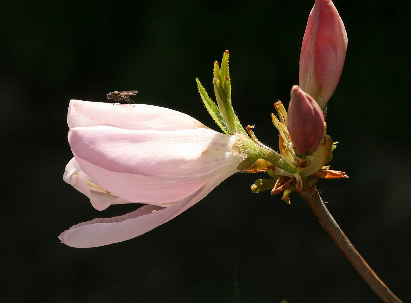 Изображение особи Rhododendron schlippenbachii.