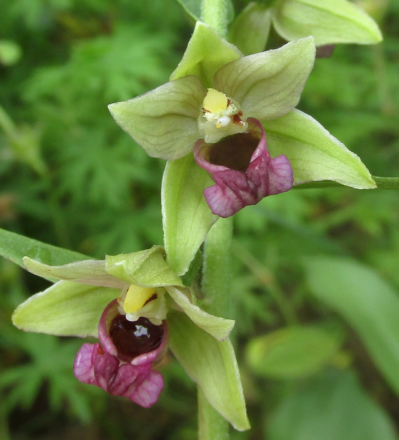 Изображение особи Epipactis helleborine.