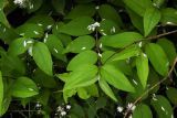 Deutzia scabra