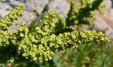 Rumex подвид orientalis