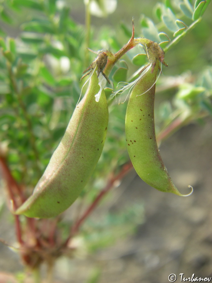 Изображение особи Astragalus guttatus.