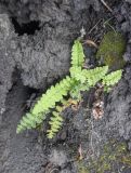 Asplenium incisum