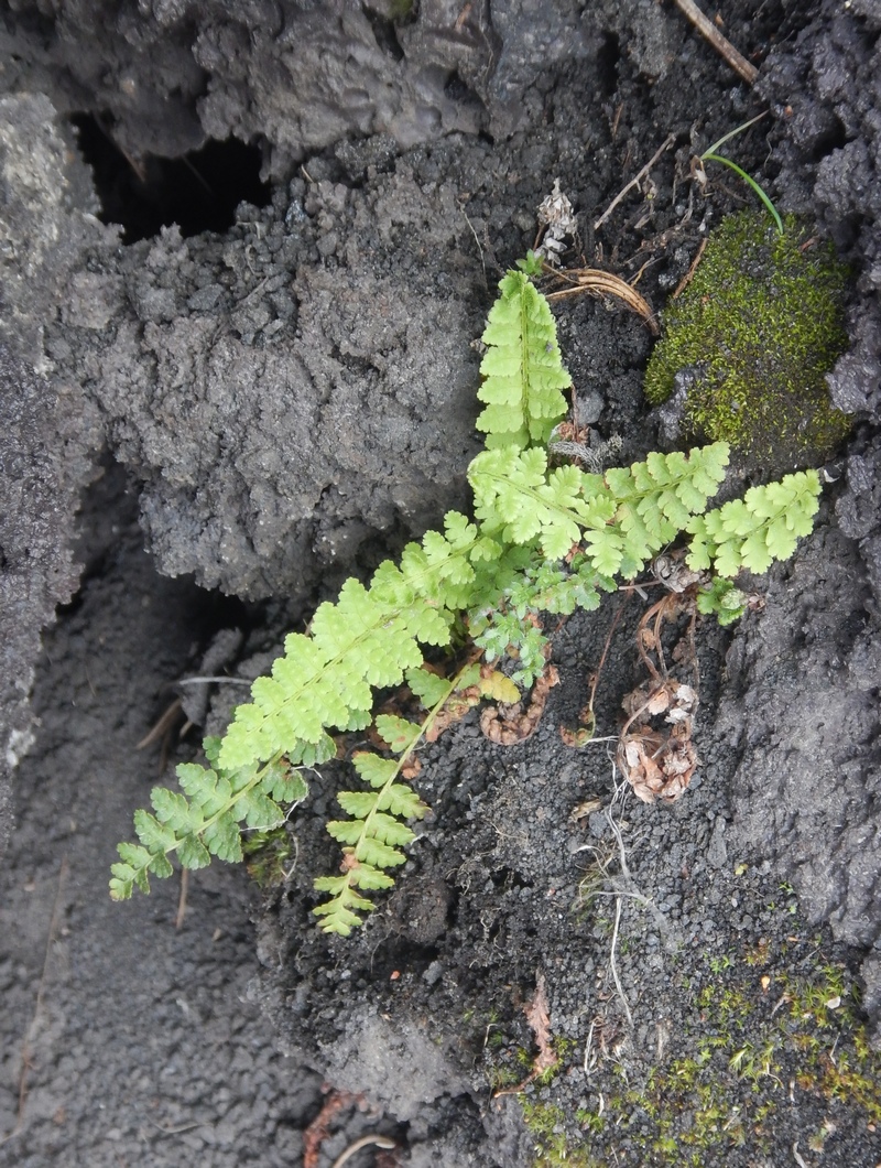 Изображение особи Asplenium incisum.