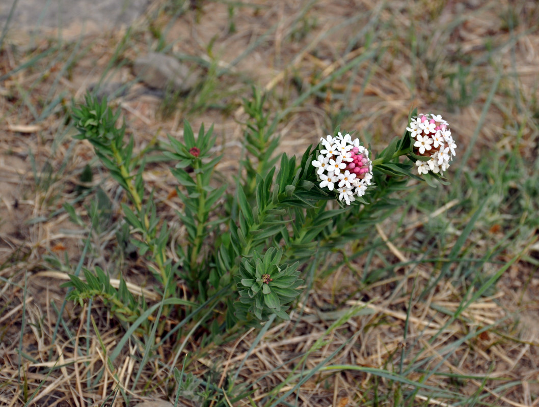 Image of Stellera chamaejasme specimen.