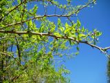 Maclura pomifera