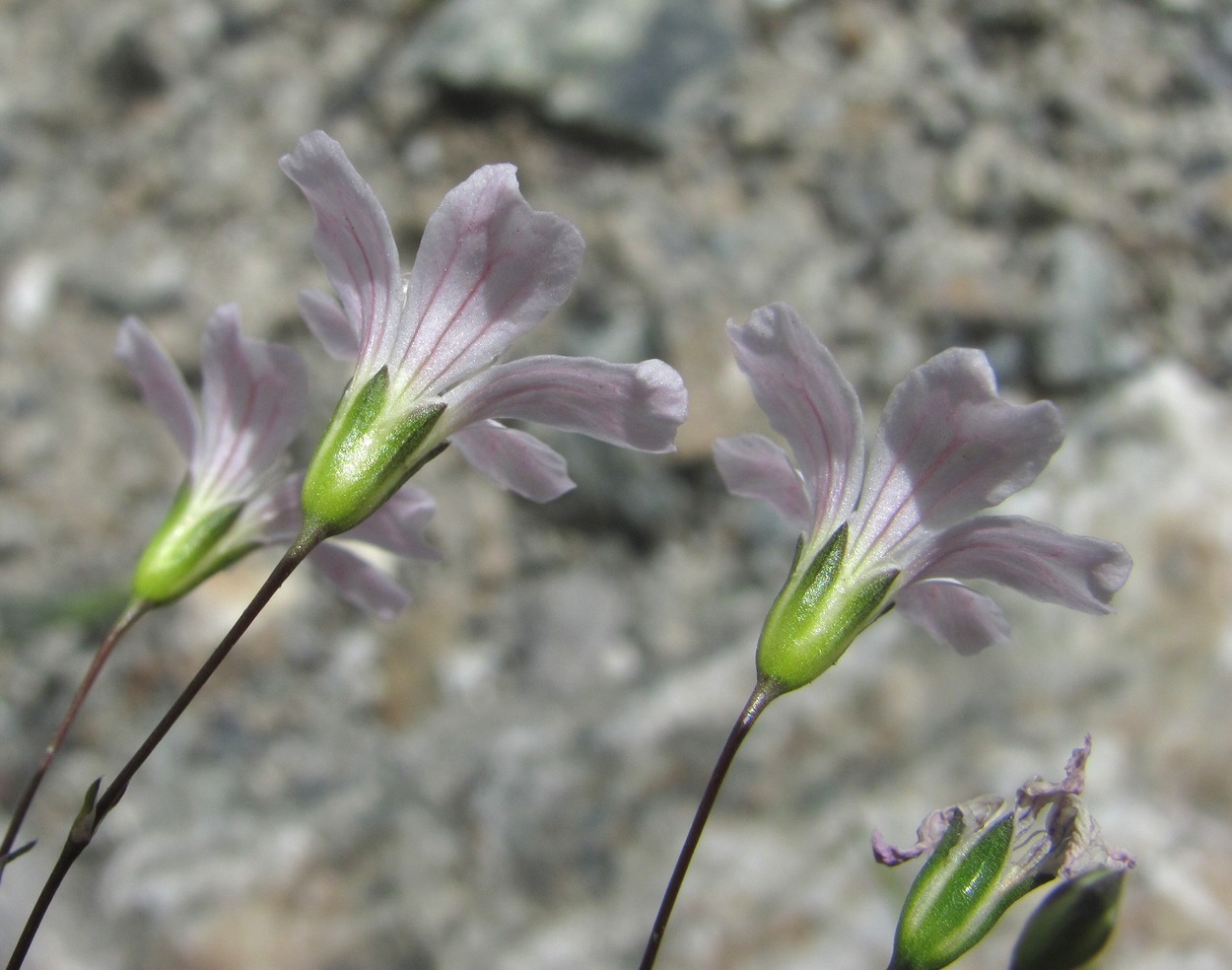 Image of Gypsophila elegans specimen.